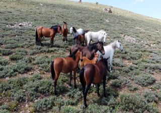 Doğal yaşamın özgürlük temsilcileri: Yılkı atları