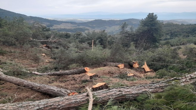 Aydın da ağaç katliamı: 250 çamı kestiler!