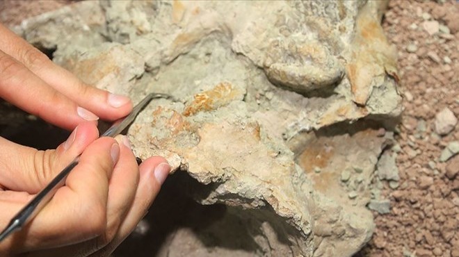  Çılgın yaratık a ait fosil bulundu