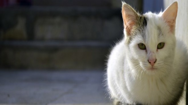 İngiltere Dışişleri Bakanlığı nda  kedi  kadrosu