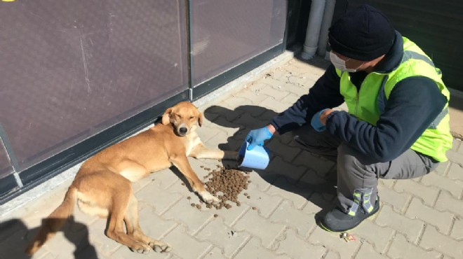 İzmir sokak hayvanlarını unutmadı