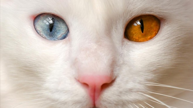  Milli ırk  olarak tescillenen Van kedilerinin sayısı artıyor