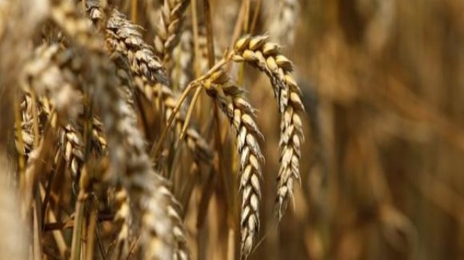  Rus buğdayı kısıtlanıyor  iddiasına açıklama