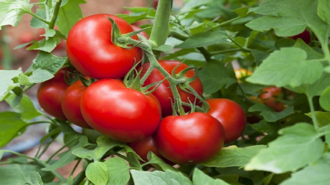  Stresle tatlanan  domates geliştirdiler