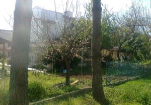 İzmir’de 2 komşunun çam ağacı davası sil baştan! 