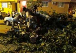 İşçilerin üzerine ağaç devrildi: 6 ölü