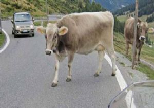 Belediye yol ortasında inek kesti!