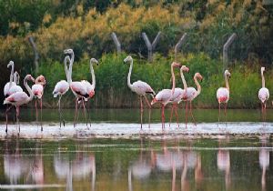 Flamingolar İzmir’e renk kattı
