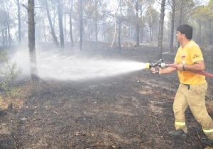 İzmir’de yangın: Çam ormanı kül oldu 