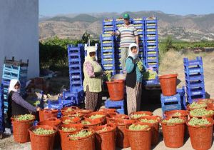 İlk ihracat sevinci: Sultaniye üzümleri yola çıktı 
