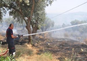 Kuşadası nda zeytinlik yangını: 10 hektarlık alan küle döndü