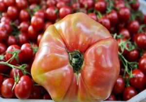 Rusya için üretilen dev domatesler elde kaldı 
