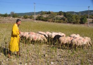 Çobanın CHP aşkı: Koyunlara 6 ok! 