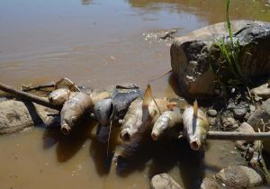 Gediz’de kirlilik alarmı: Balıklar birer birer ölüyor 