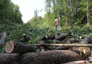 Kampüste yol açmak için onlarca ağaç kestiler! 