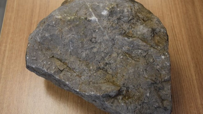 40 milyon yıllık taşta canlılara ait fosiller bulundu