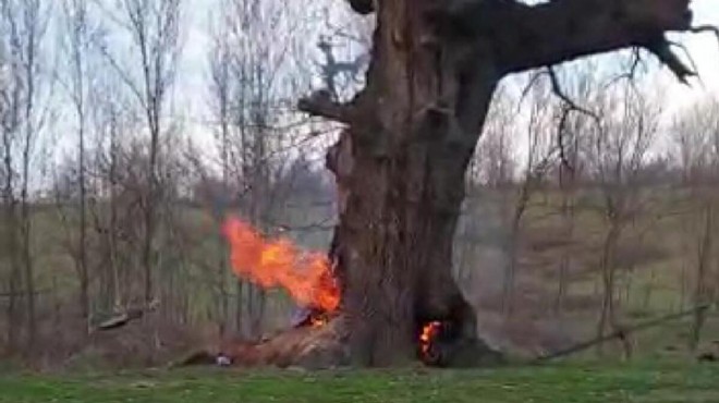 400 yıllık tarihi çınar ağacını yaktılar!
