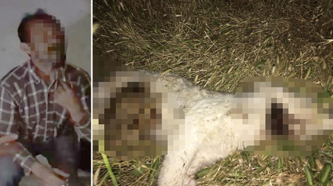 50 günlük yavru köpeği işkence yaparak öldürdü
