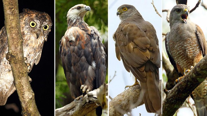 557 yırtıcı kuşun üçte birinin soyu tehlikede