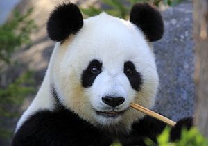 Çin de panda patlaması yaşanıyor