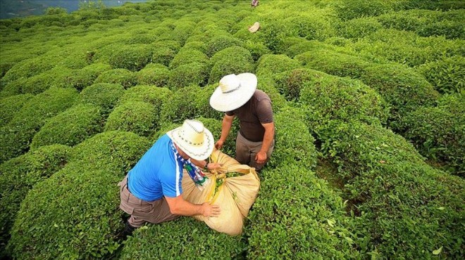 9 ayda 6.4 milyon dolar çay ihracatı