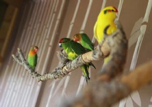 Taypark ailesi büyüyor: Papağanlar  sürpriz le geldi