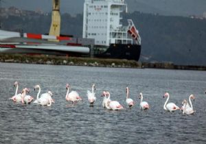 İzmir Limanı kuş cennetini aratmıyor! 