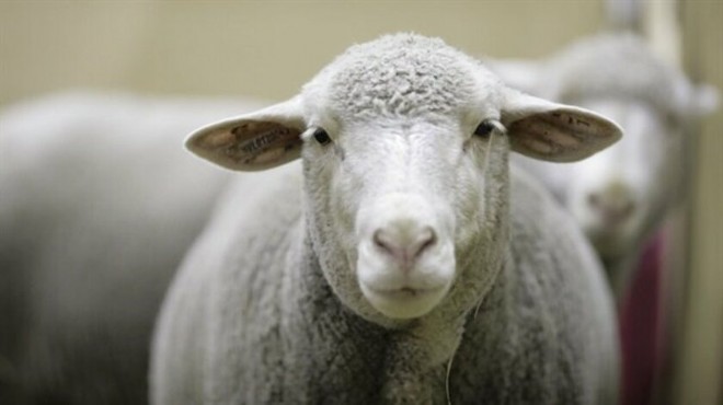 Afyon da aracın çarptığı 21 koyun olay yerinde can verdi