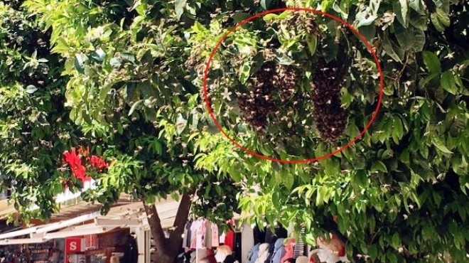 Ağaca oğul veren bal arıları tedirgin etti