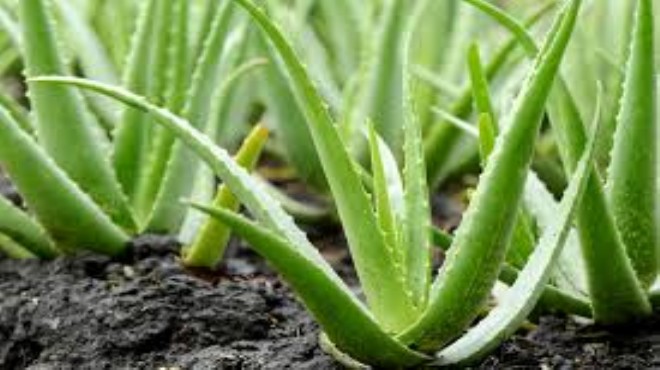 Aloe veranın sağlığa faydaları