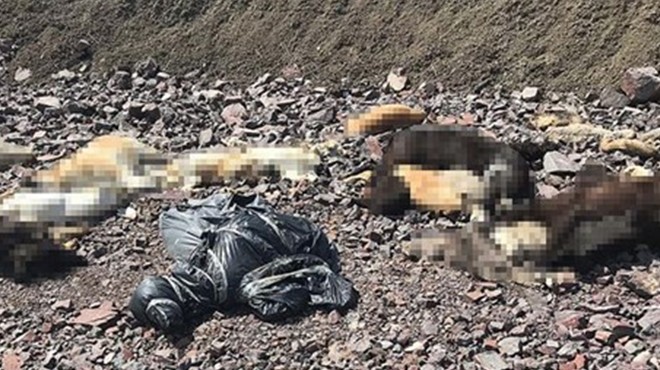 Ankara da boş bir arazide onlarca ölü köpek bulundu!