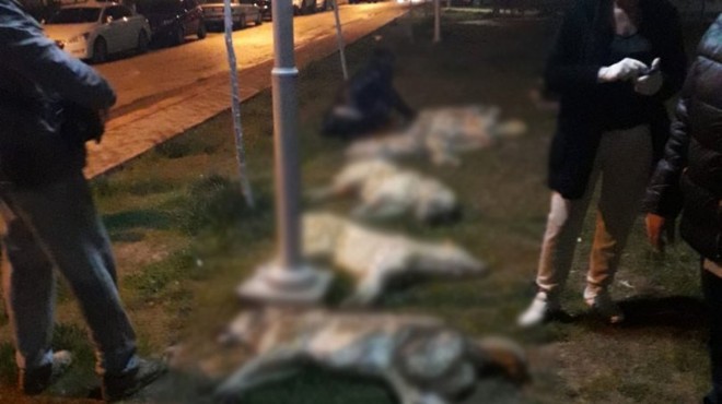 Ankara da köpek katliamı! Görüntüler korkunç