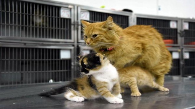 Anne kedi veterinere getirmişti: Yavrular sahiplenildi
