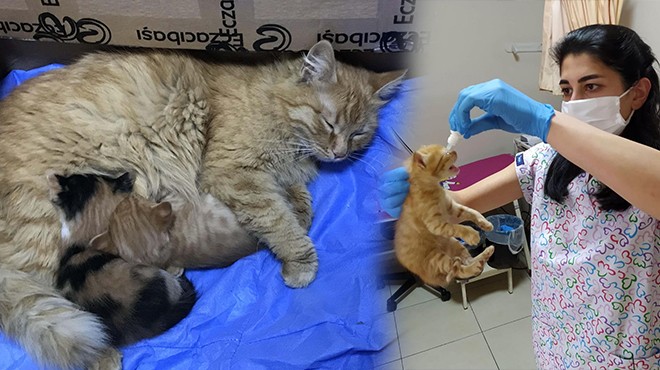 Anne kedi yavrularını doktora getirdi