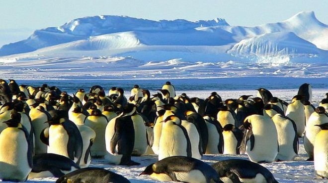 Antartika da sürpriz keşif! 1,5 milyonluk koloni