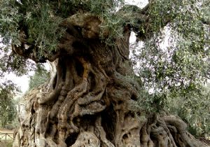 İzmir’de ‘ölmez ağacın peşinde’ yolculuk sürüyor 