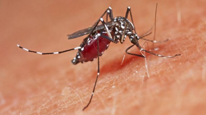 Avrupa da sivrisinek kaynaklı salgın alarmı