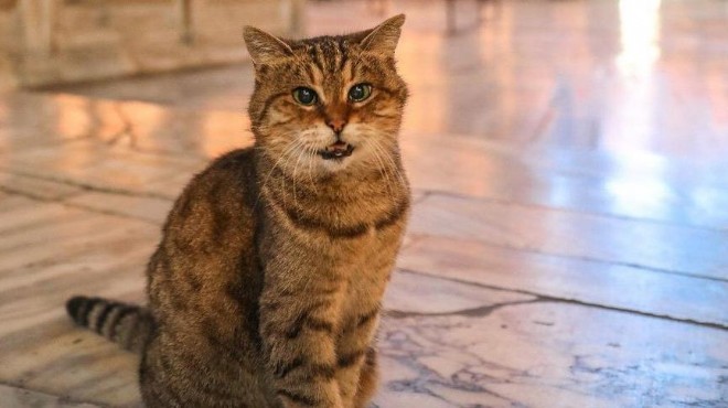Ayasofya nın sembol kedisi Gli hayatını kaybetti