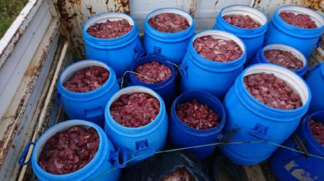 Aydın da domuz eti deposuna baskın: Yüzlerce kilo!