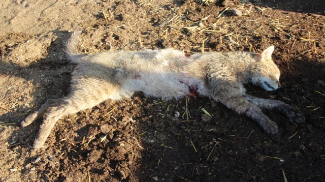 Aydın’da nesli tükenen ‘saz kedisi’ öldürüldü!