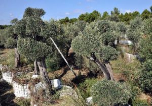 Yatağan’da kurtarılan zeytin ağaçları Datça’da 