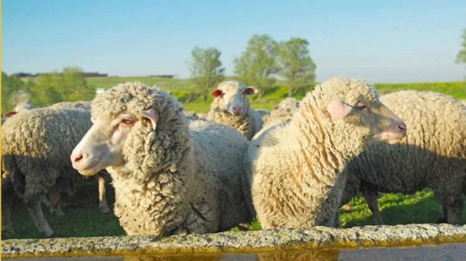 Bakan dan 300 koyun projesi için önemli açıklama