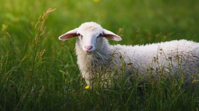 Sayıştay doğruladı: İzmir de hibe koyunlardan hastalık çıktı!