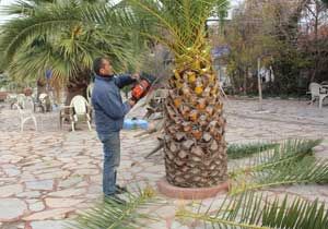 Dikili nin sembolü palmiyelere kış bakımı