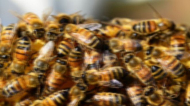 Bal arıları insanlara saldırdı: 1 ölü 3 yaralı!