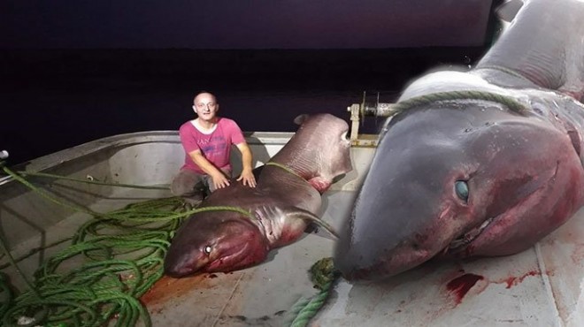 Balıkçı ağına 1 tonluk köpek balığı takıldı
