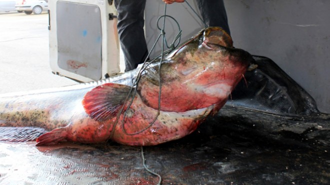 Baraj gölünde 110 kiloluk yayın balığı yakalandı