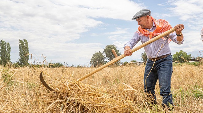 Başkan Soyer karakılçık buğday hasadına katıldı