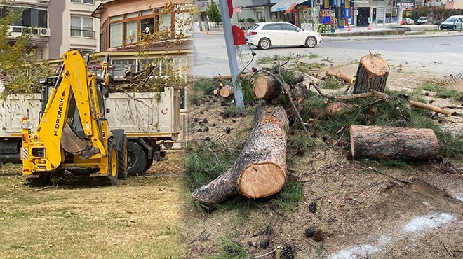 Gaziemir de parktaki ağaçların kesilmesiyle ilgili yeni açıklama