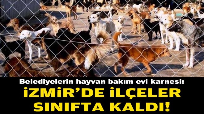 Belediyelerin hayvan bakım evi karnesi: İzmir'de ilçeler sınıfta kaldı